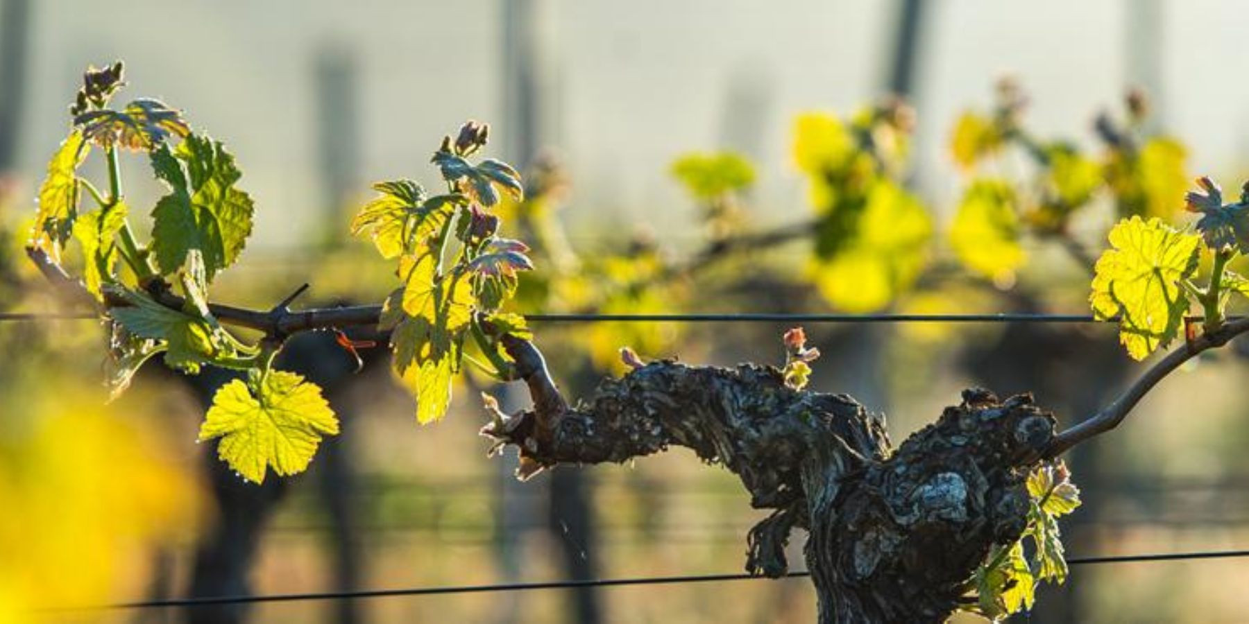 Domaine Berlioz Adrien